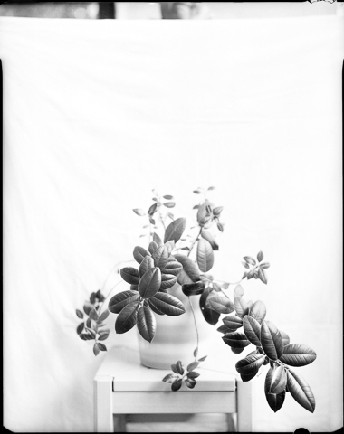 Gerlinde_Miesenboeck_Botanica16-60×80