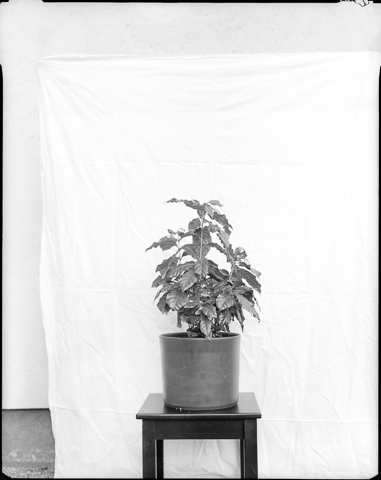 Gerlinde_Miesenboeck_Botanica20-60×80